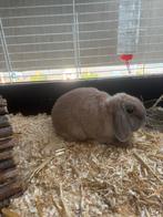 Lieve nhd voedster, Dieren en Toebehoren, Konijnen, Vrouwelijk, Dwerg