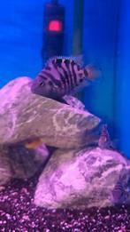 Polar blue, Dieren en Toebehoren, Ophalen of Verzenden