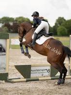 paardenspullen te koop!, Dieren en Toebehoren, Ophalen of Verzenden, Zo goed als nieuw, Recreatie