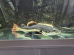 Rtc redtail catfish meerval arowana potamotrygon cichla gar, Vis