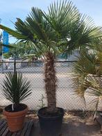 Palmbomen/ palmboom, 100 tot 250 cm, Zomer, Palmboom, Ophalen