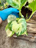 Epipremnum Manjula p12, Ophalen of Verzenden, Halfschaduw, Minder dan 100 cm