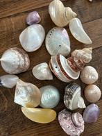 Grote collectie diverse schelpen, Verzamelen, Mineralen en Fossielen, Ophalen of Verzenden, Schelp(en)