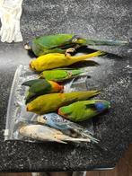 Overleden vogels om te prepareren, Geslacht onbekend, Tropenvogel, Geringd