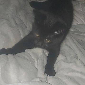 Kittens beschikbaar voor biedingen