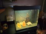 Aquarium, Ophalen, Zo goed als nieuw, Leeg aquarium