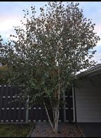 Meerstammige Berk, Tuin en Terras, Planten | Bomen, Overige soorten, Lente, 250 tot 400 cm, Ophalen