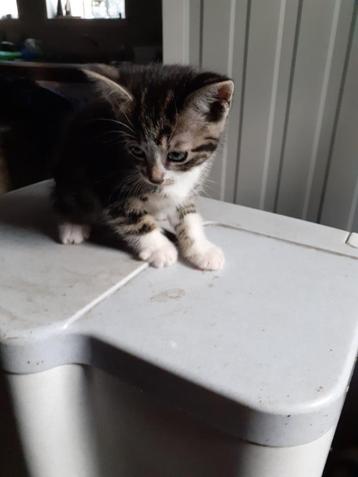 Prachtig mooie kittens  NOG 1TIJGERPOESJE TE KOOP beschikbaar voor biedingen