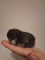 Marans kuikens, Geslacht onbekend, Kip