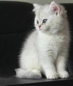 British korthaar kittens, Meerdere dieren