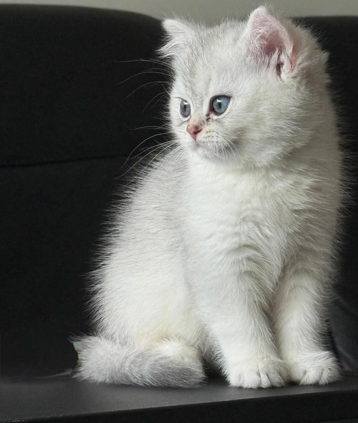 British korthaar kittens, Dieren en Toebehoren, Katten en Kittens | Raskatten | Korthaar, Meerdere dieren