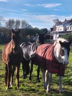 Verzorgster gezocht., Dieren en Toebehoren, Ophalen of Verzenden, Nieuw