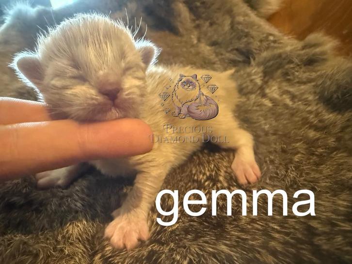 2 nestjes ragdoll fok kittens met stamboom! Cinnamon drager, Dieren en Toebehoren, Katten en Kittens | Raskatten | Langhaar, Meerdere dieren