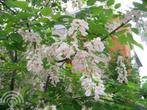 Cladrastis kentukea Geelhout geurend, mooie herfstkleur, Overige soorten, Volle zon, Vaste plant, Ophalen of Verzenden