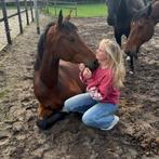 Leaser/verzorger/bijrijder gezocht/verzorgpaard aangeboden, Diensten en Vakmensen, Dieren | Paarden | Verzorging, Oppas en Les
