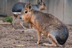 Mara's / patagonische hazen, Dieren en Toebehoren, Overige Dieren, Mei, Meerdere dieren
