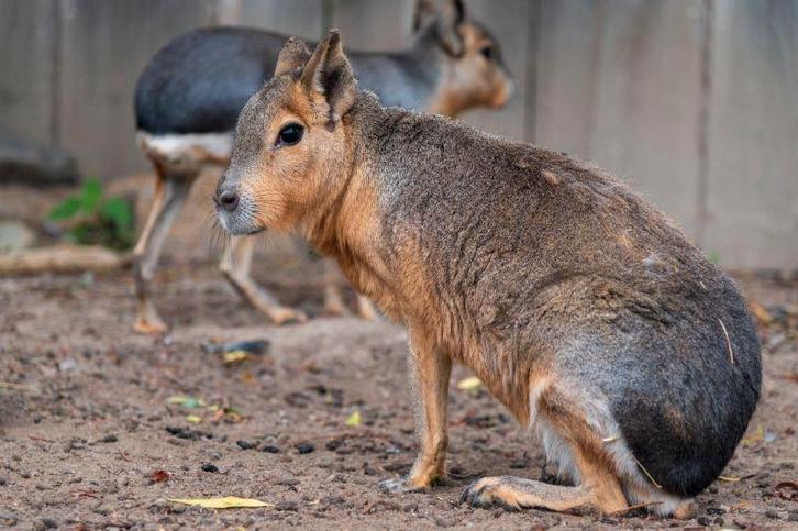 Mara's / patagonische hazen, Dieren en Toebehoren, Overige Dieren, Meerdere dieren, Mei