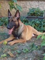 Mechelse herder reu en teef 9 maanden oud, Dieren en Toebehoren, Honden | Herdershonden en Veedrijvers, Particulier, 15 weken tot 1 jaar