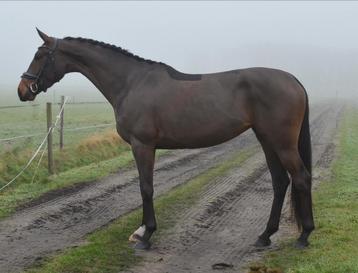 Leuke 4 jarige merrie v. Follow Him beschikbaar voor biedingen