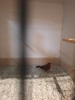 Vuurvink man te koop, Dieren en Toebehoren, Vogels | Overige Vogels, Mannelijk, Tropenvogel, Geringd