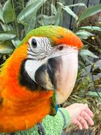 Catalina Ara | Getest | Lief | Aanhankelijk | Getrained, Dieren en Toebehoren, Vogels | Parkieten en Papegaaien, Meerdere dieren