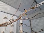 Diverse gouldamadines te koop, Meerdere dieren
