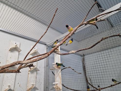 Diverse gouldamadines te koop, Dieren en Toebehoren, Vogels | Overige Vogels, Meerdere dieren