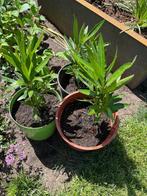 Oleander, Volle zon, Vaste plant, Zomer, Ophalen