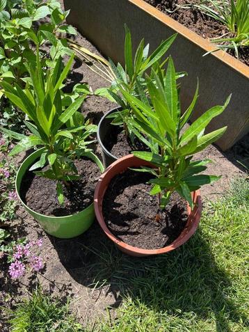 Oleander  beschikbaar voor biedingen