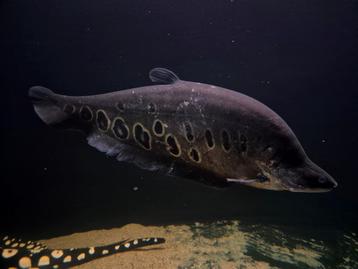 Chitala ornata clown mesvis  beschikbaar voor biedingen