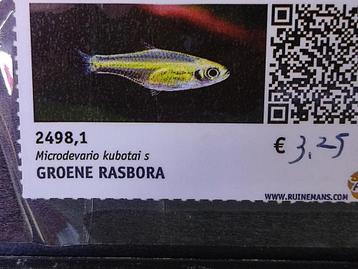 Groene rasbora beschikbaar voor biedingen