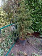 Taxus Baccata in Pot - 150-200cm, Tuin en Terras, Planten | Bomen, In pot, Bloeit niet, Halfschaduw, Overige soorten