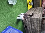 Kittens, Meerdere dieren