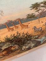 Schoolplaat Kalahari leeuw giraf zebra - vintage retro, Ophalen, Natuur en Biologie