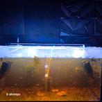 Gele | Yellow Fire Neon Backline Neocaridina-garnalen vz/afh, Kreeft, Krab of Garnaal, Zoetwatervis, Schoolvis