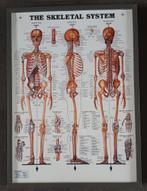 Het menselijk lichaam, Ophalen of Verzenden