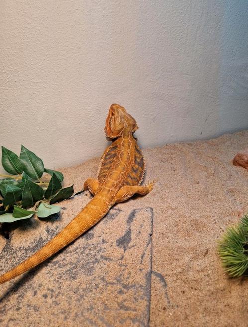 Rode mannetjes baardagaam (ca. 2 jaar), Dieren en Toebehoren, Reptielen en Amfibieën, Hagedis