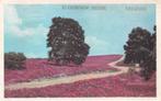 Veluwe, Bloeiende Heide, Ophalen of Verzenden, 1940 tot 1960, Gelopen, Gelderland