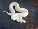 Koningspythons nk en vowassen, Dieren en Toebehoren, Slang