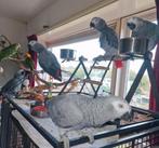 Kunt u niet meer voor uw vogel zorgen? Wij helpen u graag!, Meerdere dieren, Papegaai, Geringd