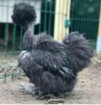 Gezocht..!!, Dieren en Toebehoren, Pluimvee, Geslacht onbekend, Kip