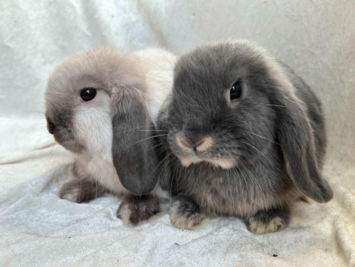 Super mooi en vooral lief handtam Minilop koppeltje, Dieren en Toebehoren, Konijnen, Klein, Meerdere dieren, 0 tot 2 jaar, Hangoor