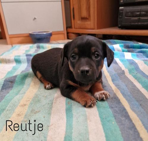 Mooie black & tan Jack Russell puppy's, Dieren en Toebehoren, Honden | Jack Russells en Terriërs, Meerdere dieren, Jack Russell Terriër