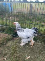 Brahma Haan  ( Wit Colombia ), Dieren en Toebehoren, Pluimvee, Mannelijk, Kip