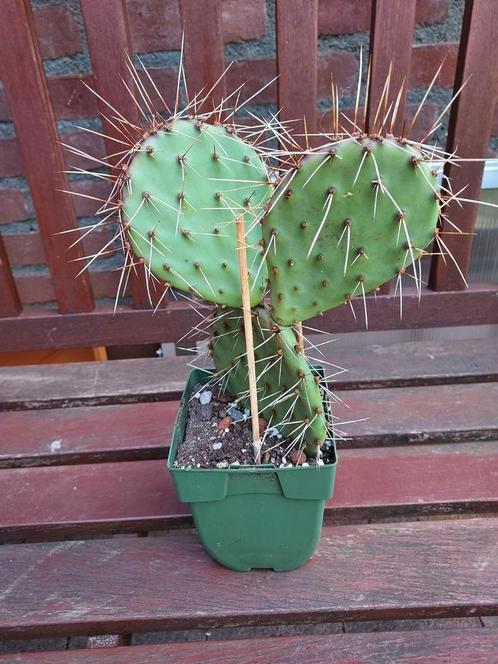 Opuntia Macrorhiza, Tuin en Terras, Planten | Bomen, Overige soorten, Volle zon, Zomer, Ophalen of Verzenden