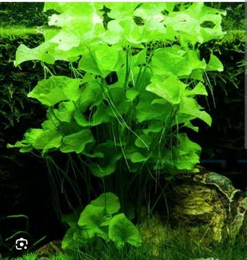 Aquarium plant Nymphoides hydrophilla Taiwan beschikbaar voor biedingen