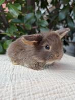 Lieve jonge konijntjes, Dieren en Toebehoren, Augustus, Meerdere dieren, Overige typen, Tam