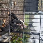 Duitse Herder Pups, Dieren en Toebehoren, Honden | Herdershonden en Veedrijvers, Rabiës (hondsdolheid), 8 tot 15 weken, Meerdere