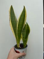 Bonte Sanseveria - Kamerplant, Ophalen, Overige soorten, Halfschaduw, In pot