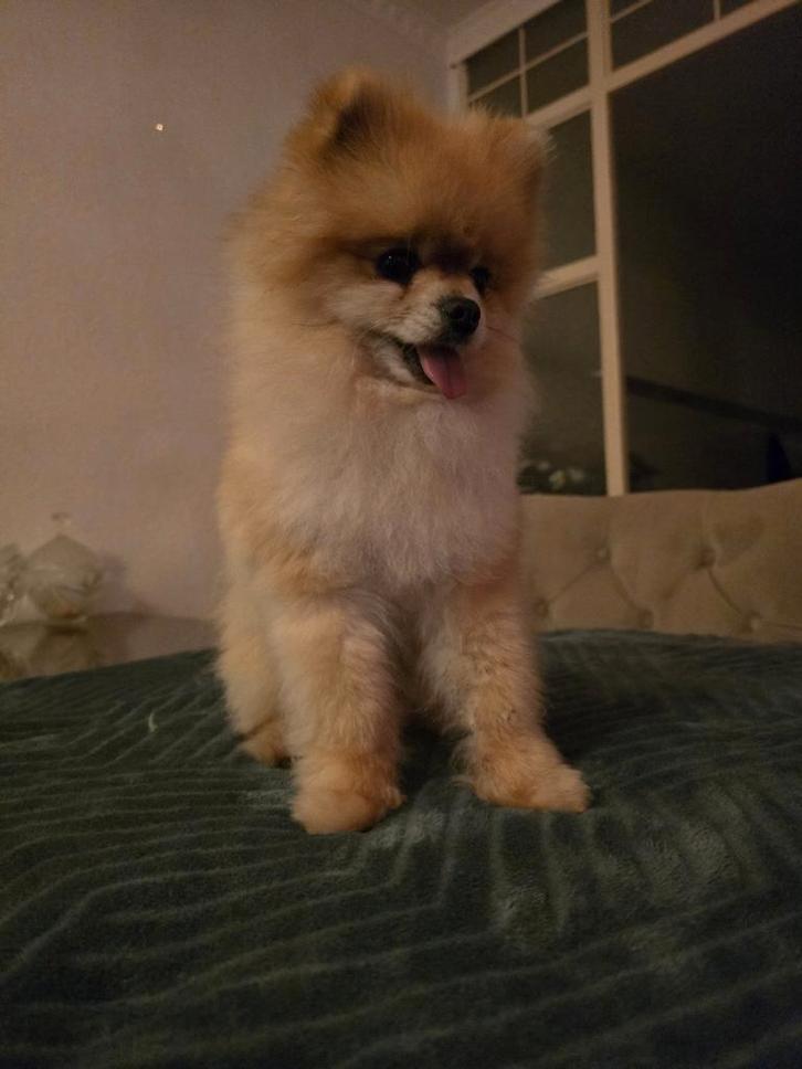 Pomeriaan bearface dekreu. Niet te koop!, Dieren en Toebehoren, Honden | Poolhonden, Keeshonden en Oertypen, Reu, Keeshond, Particulier